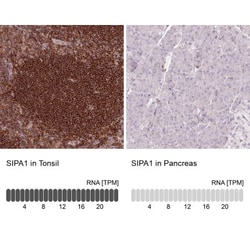 SIPA1 Antibody, Novus Biologicals 0.1mL; Unlabeled:Antibodies, Polyclonal